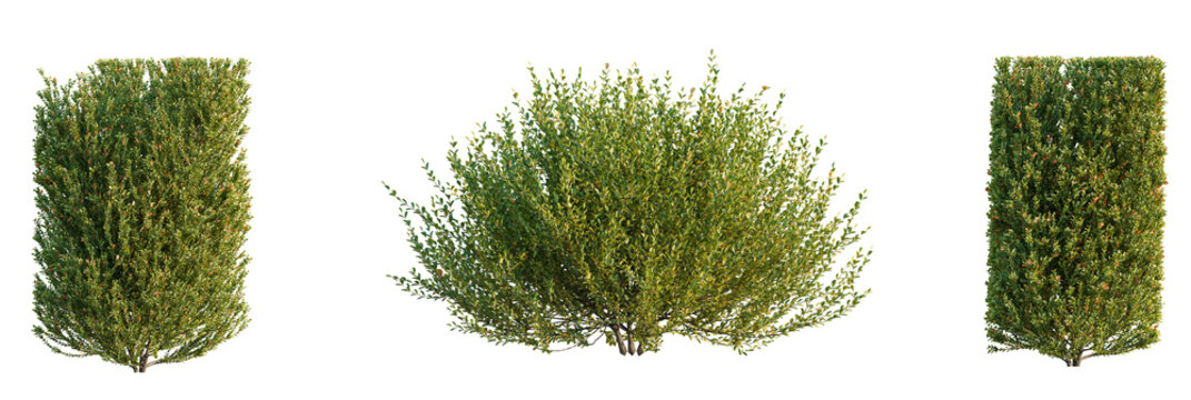 Buxus sinica  tree cutout, front view, transparent background, isolate, Lush green ornamental bushes perfect for garden design projects