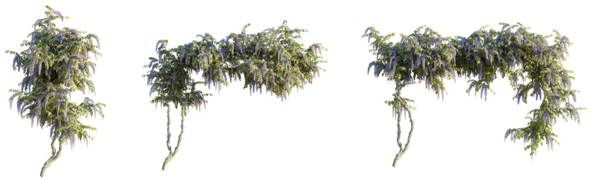 Wisteria brachybotrys  tree cutout, front view, transparent background, isolate, Cascading wisteria blooms create a stunning natural archway, perfect for spring scenes