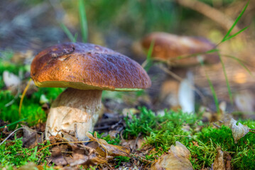 White mushrooms grow in their natural environment.