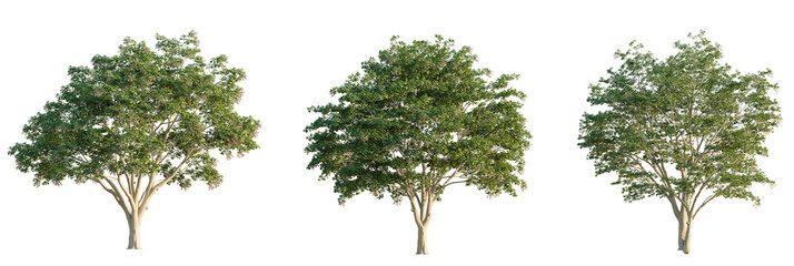Firmiana simplex  tree cutout, front view, transparent background, isolate, Lush green trees with full foliage, perfect for architectural visualization © DH Tree Stock