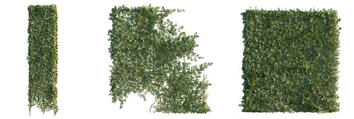 Ficus pumila  tree cutout, front view, transparent background, isolate, Lush green ivy hedge panels for stunning garden and architectural design