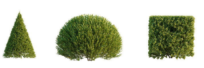 Buxus sinica  tree cutout, front view, transparent background, isolate, Verdant garden shrubs in cone, sphere, and cube topiary shapes