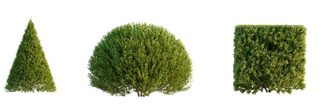 Buxus sinica  tree cutout, front view, transparent background, isolate, Verdant garden shrubs in cone, sphere, and cube topiary shapes