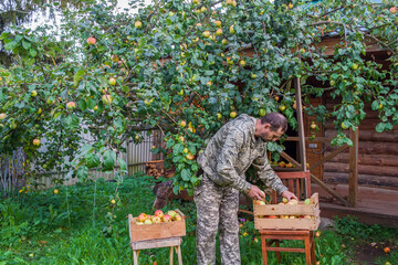 Russia. The life of ordinary people. A European man picks apples from an apple tree.