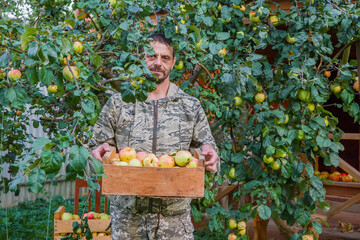 Russia. The life of ordinary people. A European man picks apples from an apple tree.