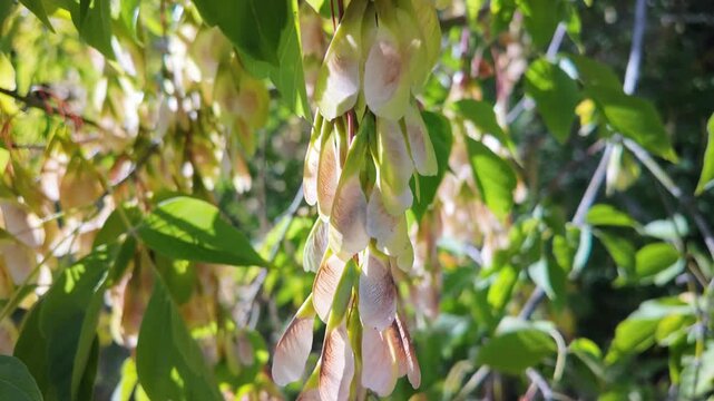 Close-up of maple seed pods illuminated by bright sunlight in a green forest. The natural harmony of light and leaves evokes a peaceful summer mood.