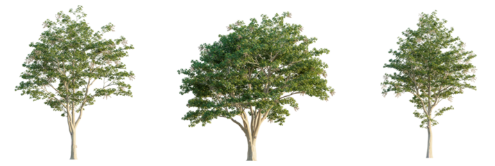 Firmiana simplex  tree cutout, front view, transparent background, isolate, Lush green trees with detailed bark and foliage, perfect for design