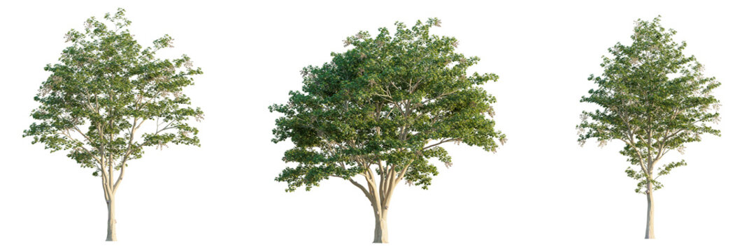 Firmiana simplex  tree cutout, front view, transparent background, isolate, Lush green trees with detailed bark and foliage, perfect for design
