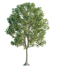 Fototapeta premium Liriodendron tree cutout, front view, transparent background, isolate, Vibrant green tree with lush foliage, perfect for natural scene design