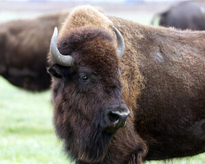 Bison portrait