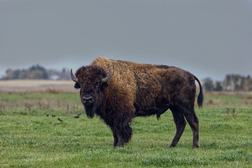 Bison broadside view