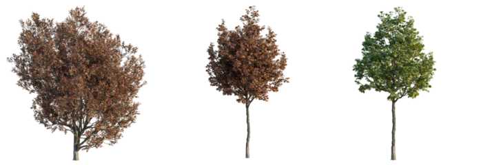 Acer monspessulanum  tree cutout, front view, transparent background, isolate, Three distinct trees showcase vibrant autumn foliage and lush green leaves
