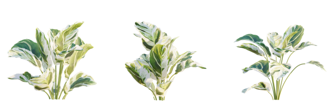 Calathea fusion white  tree cutout, front view, transparent background, isolate, Vibrant variegated foliage adds lush greenery and natural beauty to any setting