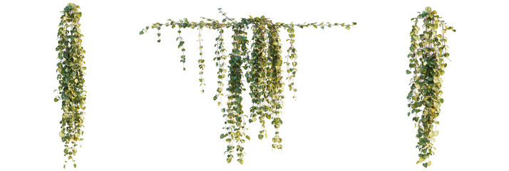Ceropegia collaricorona  tree cutout, front view, transparent background, isolate, Lush hanging...