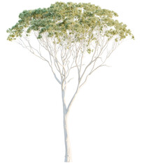 Fototapeta premium Eucalyptus tree cutout, front view, transparent background, isolate, Elegant white eucalyptus tree with delicate green foliage in full bloom