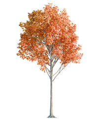 Acer  tree cutout, front view, transparent background, isolate, Vibrant autumn maple tree displays stunning orange foliage in full bloom