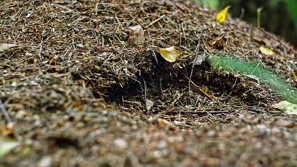 Swarm of Black Worker Ant Insects on Surface of Tall Anthill in Forest