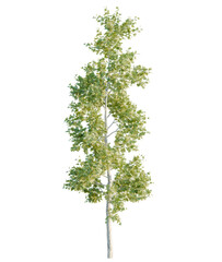 Obraz premium American Sycamore tree cutout, front view, transparent background, isolate, Tall deciduous tree with vibrant green leaves in full summer foliage