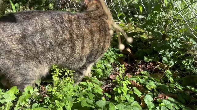 Little spotted cat walking on grass