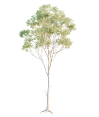 Eucalyptus  tree cutout, front view, transparent background, isolate, Elegant tall tree with delicate branches and light green foliage