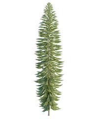 Wollemia  tree cutout, front view, transparent background, isolate, Tall evergreen fir tree with dense green needles, perfect for winter scenes