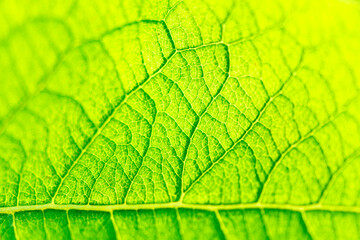 In the evening light, a leaf photographed from beneath, coloured to create an interesting...