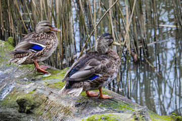Mallard female with little ducklings in a living nature on the river on a sunny day. Breeding season in wild ducks. Mallard duck with a brood in a colorful spring place. Little ducklings with mom duck