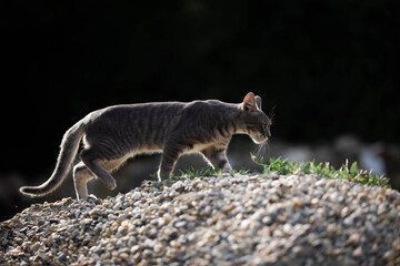 cat