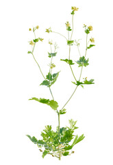 Chelidonium majus  tree cutout, front view, transparent background, isolate, Vibrant green plant with delicate yellow flowers, perfect for botany and nature themes.