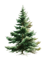 Fototapeta premium PNG Evergreen watercolor tree illustration.