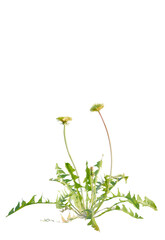 Taraxacum  tree cutout, front view, transparent background, isolate, Two delicate yellow dandelions blooming in bright sunlight