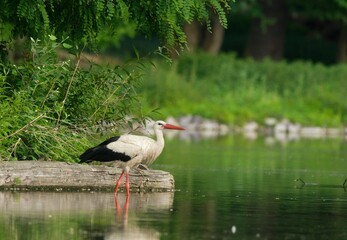 white stork in the pond