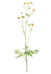 Ranunculus  tree cutout, front view, transparent background, isolate, Delicate yellow buttercups bloom on tall stems, evoking spring freshness and nature's beauty.