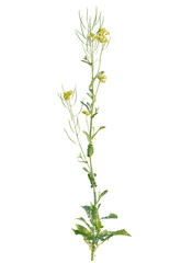 Brassica  tree cutout, front view, transparent background, isolate, Delicate yellow flower stalk with green leaves and buds for nature projects