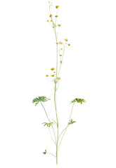 Ranunculus  tree cutout, front view, transparent background, isolate, Delicate yellow wildflowers bloom on a tall green stem with intricate leaves