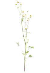 Ranunculus  tree cutout, front view, transparent background, isolate, Delicate yellow wildflowers bloom on slender stems, evoking natural beauty.