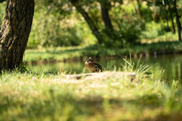 Duck resting under trees near park pond, soft bokeh