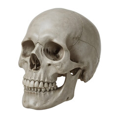 Human skull isolated on transparent background, a detailed anatomical representation of a human skull