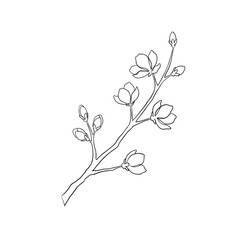 Line drawing of magnolia branch with buds and flowers  
