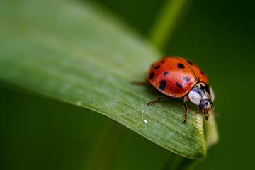 Marienkäfer krabbelt auf einem grünen Blatt während eines sonnigen Nachmittags im Frühling