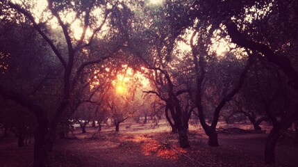 Serene forest landscape with sunlight filtering through trees