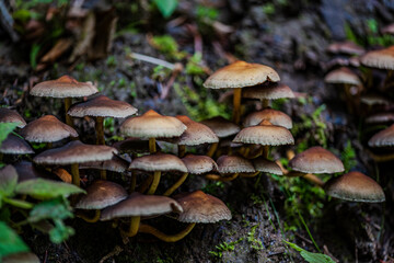 Pilze wachsen auf dem Boden eines feuchten Waldes im Spätsommer, umgeben von grünem Moos und verrottendem Holz