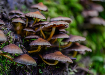 Herbstliche Pilze wachsen auf einem Baumstumpf im Wald bei mildem Wetter und natürlichem Licht