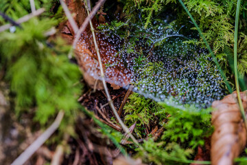 Wassertropfen auf Spinnennetz in feuchtem Waldgebiet in der Morgenzeit