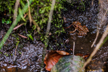 Frosch sitzt an einem nassen Ufer in einem dichten Wald während eines ruhigen Nachmittags