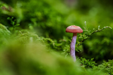 Ein einzelner Pilz steht inmitten von moosbedecktem Boden im Wald an einem bewölkten Tag