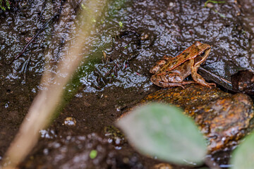 Frosch sitzt auf einem Stein in der Feuchtigkeit des Waldbodens am Nachmittag