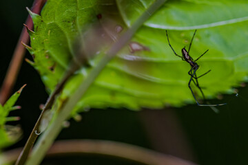 Schlanke Spinne krabbelt über ein Blatt im Dschungel bei Tageslicht © Joachim