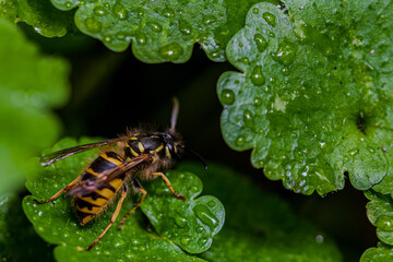Wespe sitzt auf einem Blatt mit Wassertropfen in einem natürlichen Umfeld während des Tages