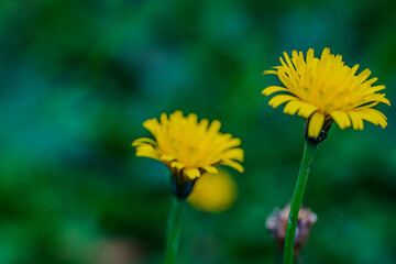 Gelbe Löwenzahnblumen blühen im Frühling auf einer Wiese